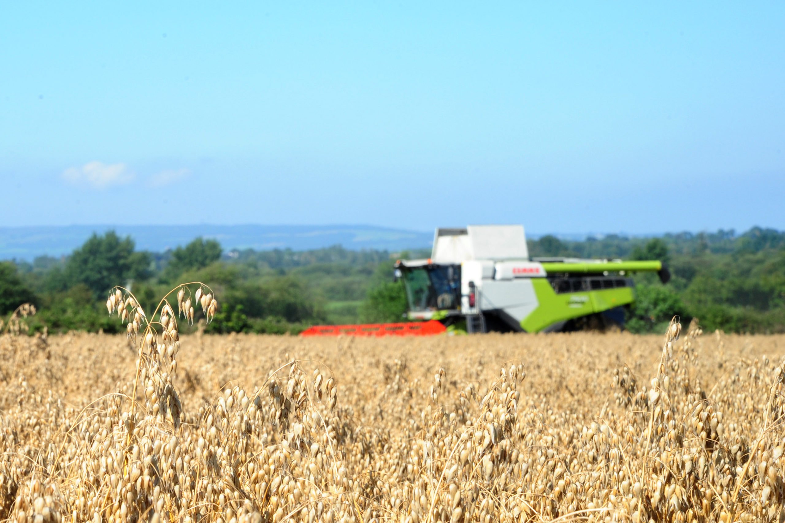 Oats are naturally gluten free and require few inputs compared to other cereals