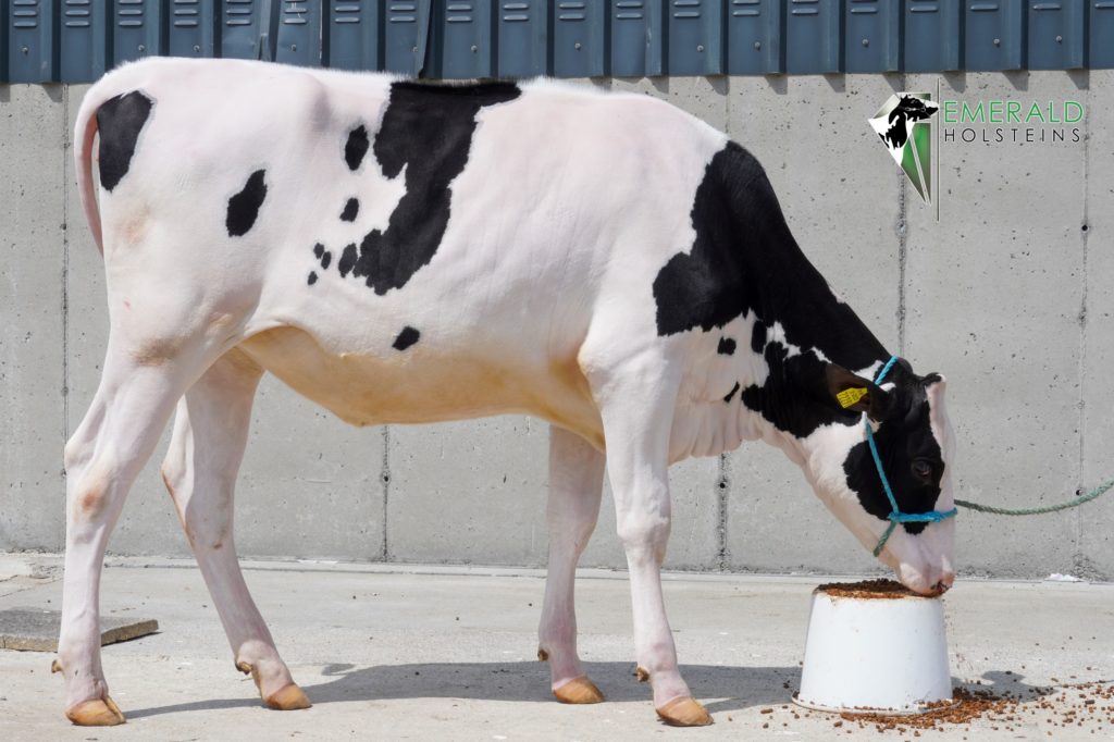 Emerald Chiefs Rhapsody. Source: Emerald Holsteins