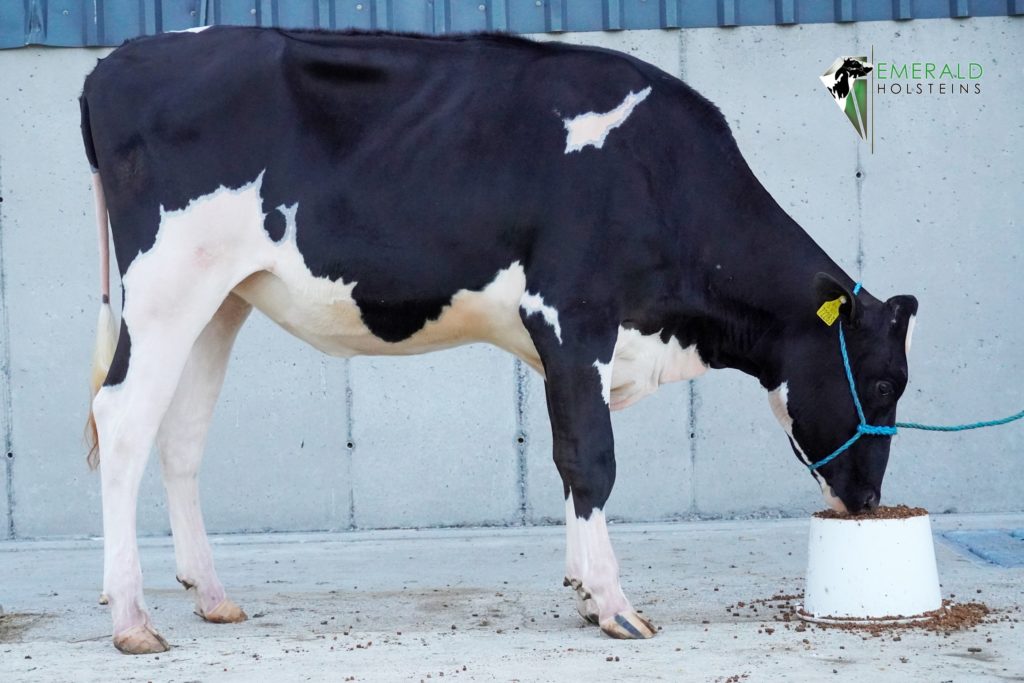 Emerald DG Crushtime Rhapsody. Source: Emerald Holsteins