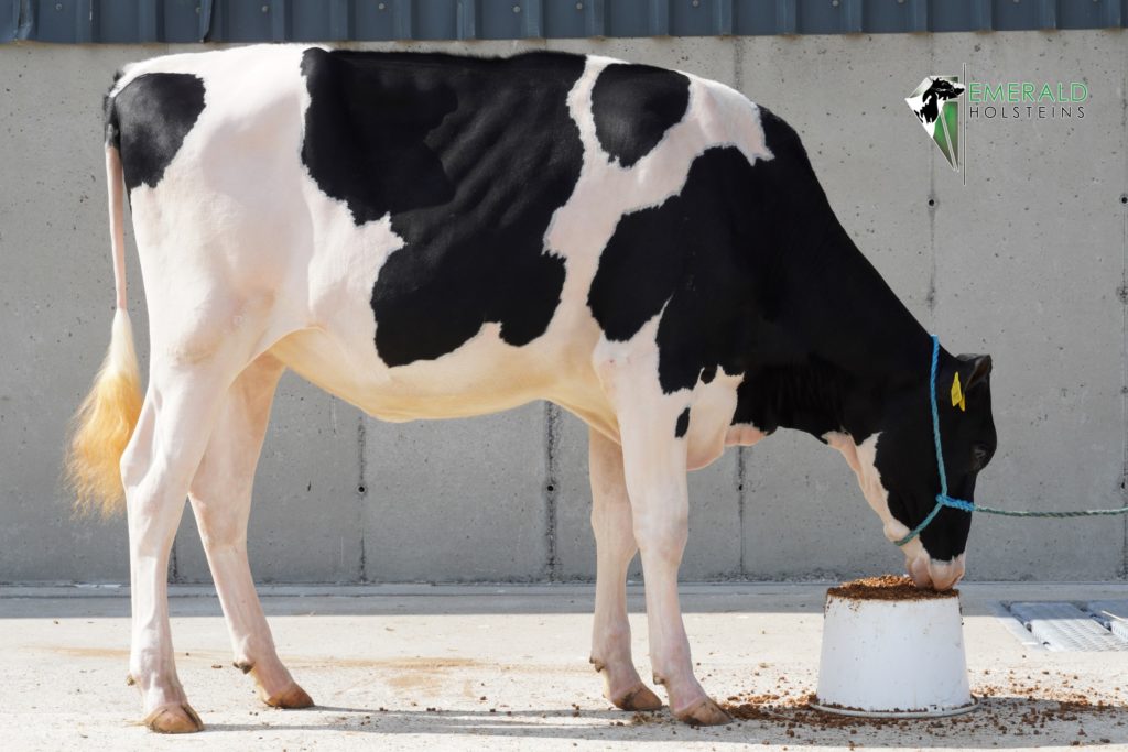 Emerald Jordy Twizzle. Source: Emerald Holsteins