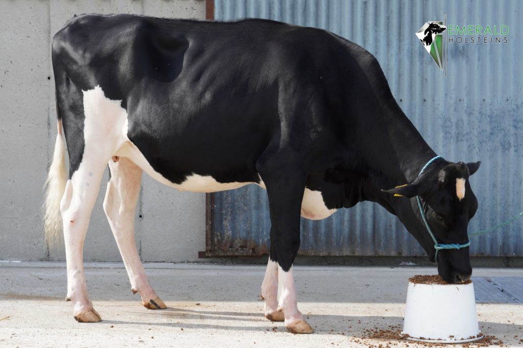 Emerald Unix Sharon. Source: Emerald Holsteins