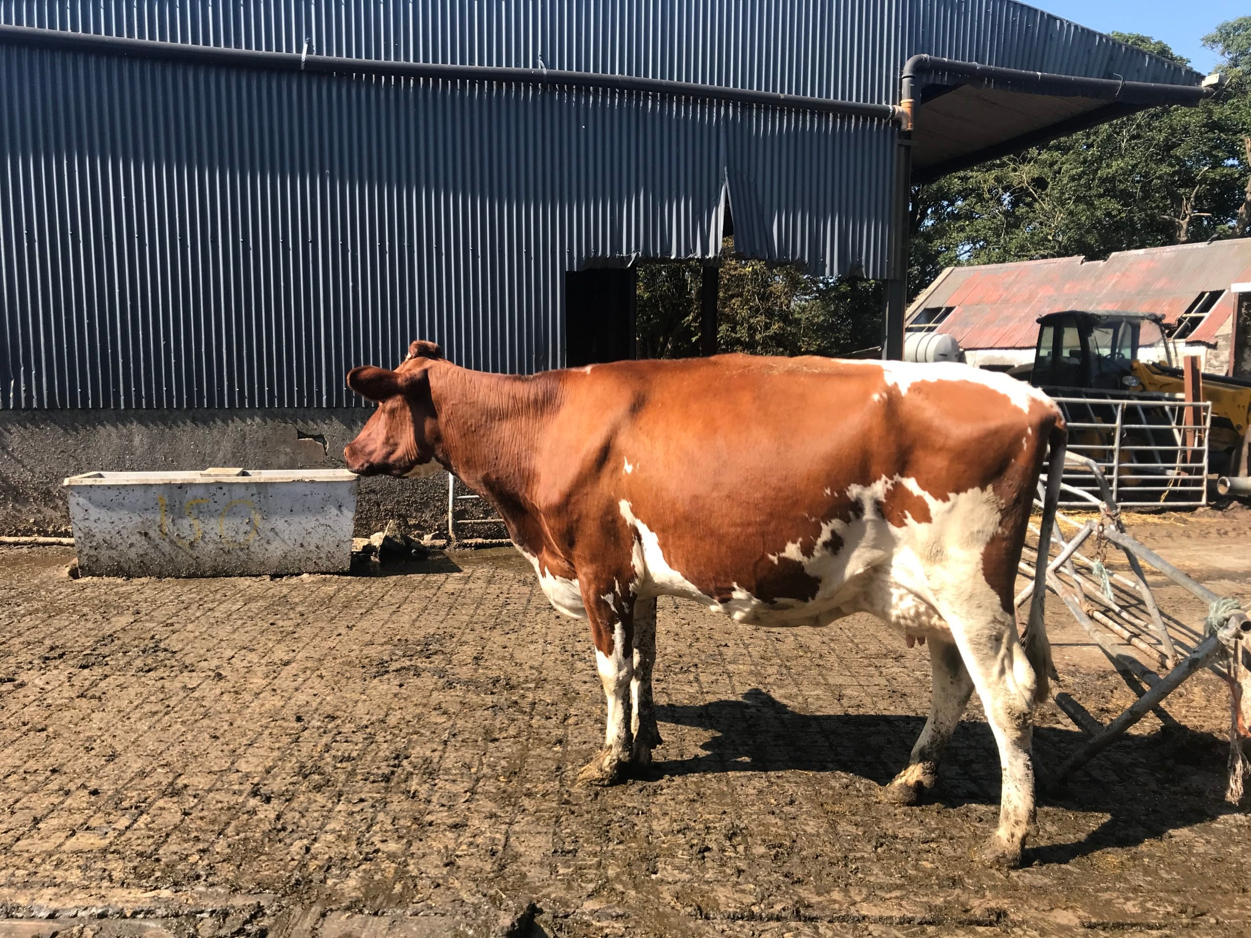Tubbertoby Absolute Sesime She is VG88 second calver