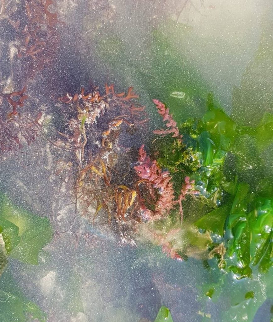 Image: Bantry Marine Research Station