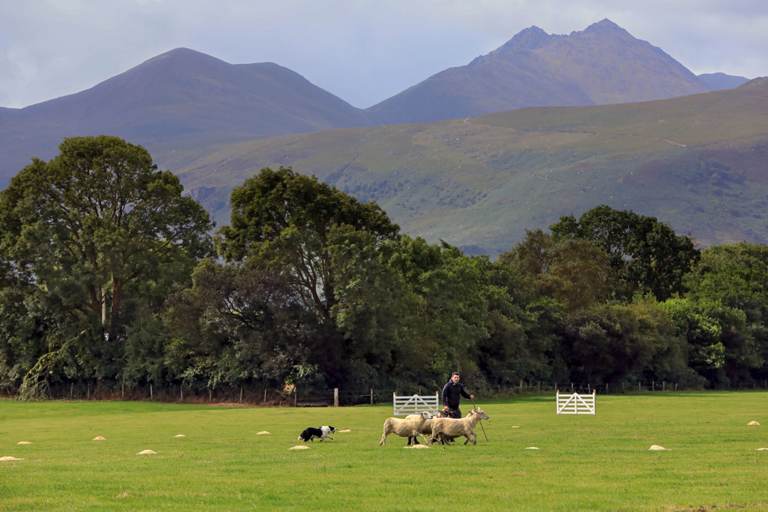 Dean McAuley and his dog 'Jan' at the 2021 Irish National Sheepdog Trials in Co. Kerry. Image: Valerie O'Sullivan