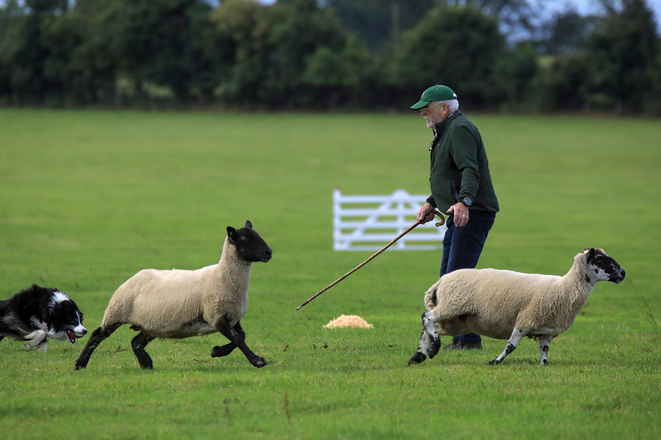 John F Maginn, from Co. Down, a clear round in the Brace Class with his dogs 'Kate and 'Lad'. Image: Valerie O'Sullivan