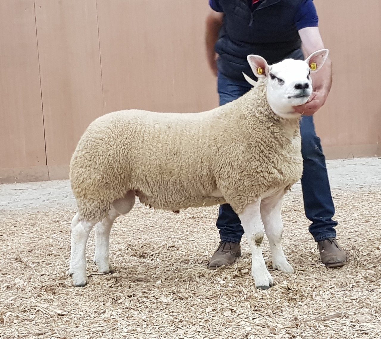 James Dunne's Texel ram that topped the sale at €1,900