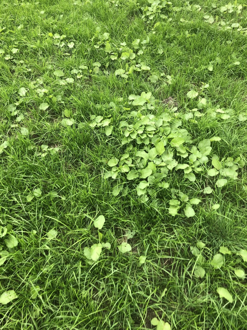 If not controlled at the seedling stage, docks can devastate a new reseed