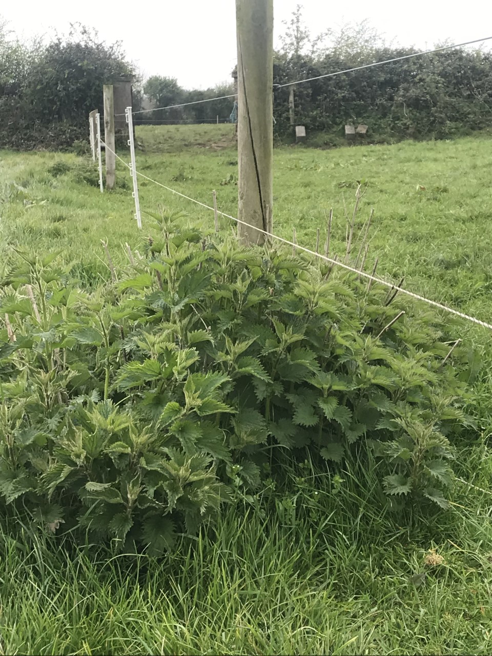 Grazon Pro gives excellent control of weeds such as nettles at fences and field boundaries