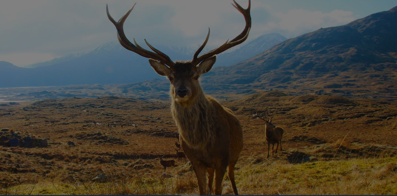 Image source: Wild Deer Association of Ireland