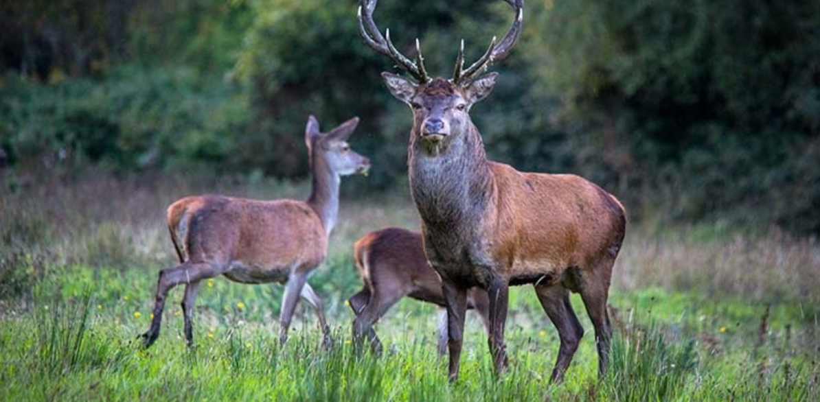 Image source: Wild Deer Association of Ireland