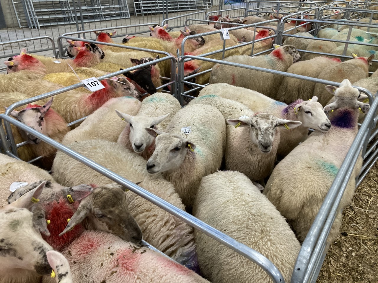 Lambs penned at the Carrick Prolific Ewe Lamb Breeders' Sale