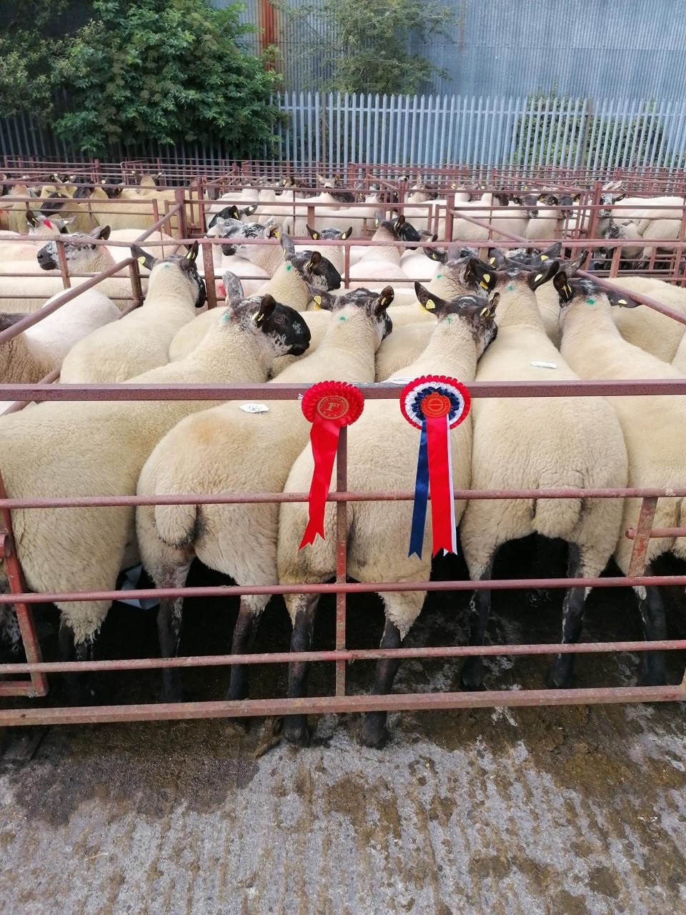 Prizewinning hoggets that sold for €285/head, bred by Patrick Kenny