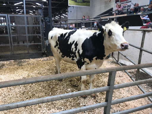 Lot: 110 Kilskyre Leko Jane 74Sold for €1,800