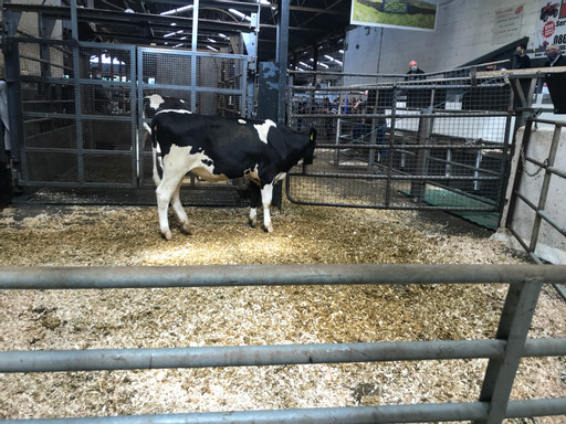 Lot: 138 Kilskyre Lightway Balertwine 2 Sold for €2,200