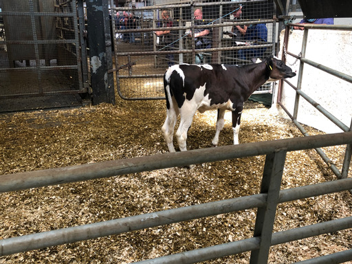 Lot: 201 Kilskyre Big Position JaneSold for €2,050