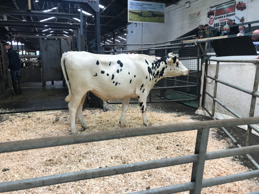 Lot: 32 Kilskyre Leko MaureenSold for €2,600