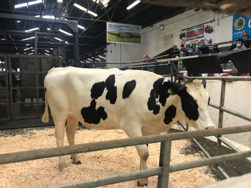 Lot: 7 Kilskyre Tabasco VAL Sold for €3,000