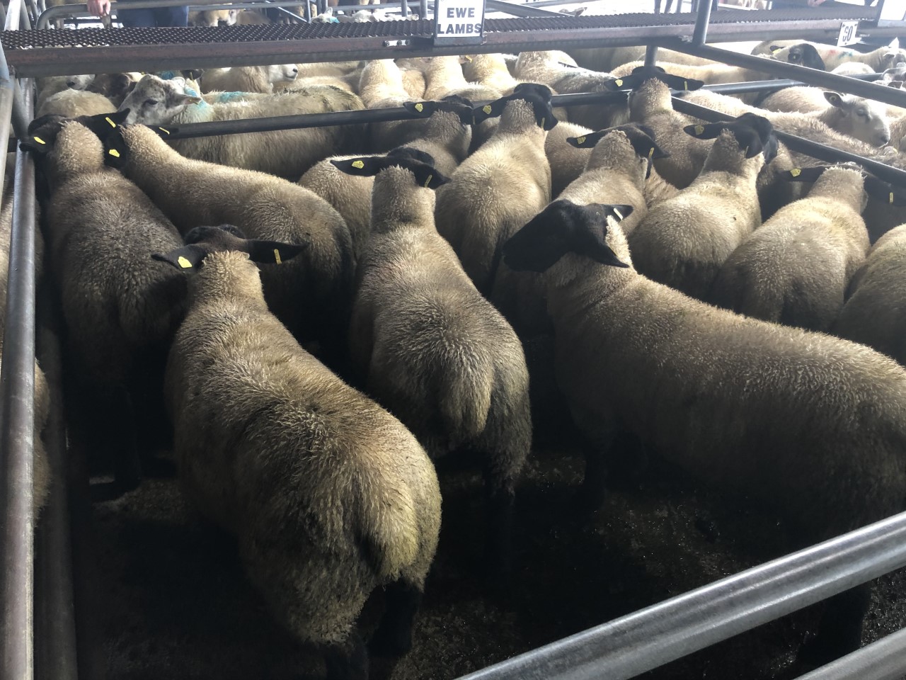 Pen of Suffolk ewe lambs weighing 42.5kg that sold for €137/head