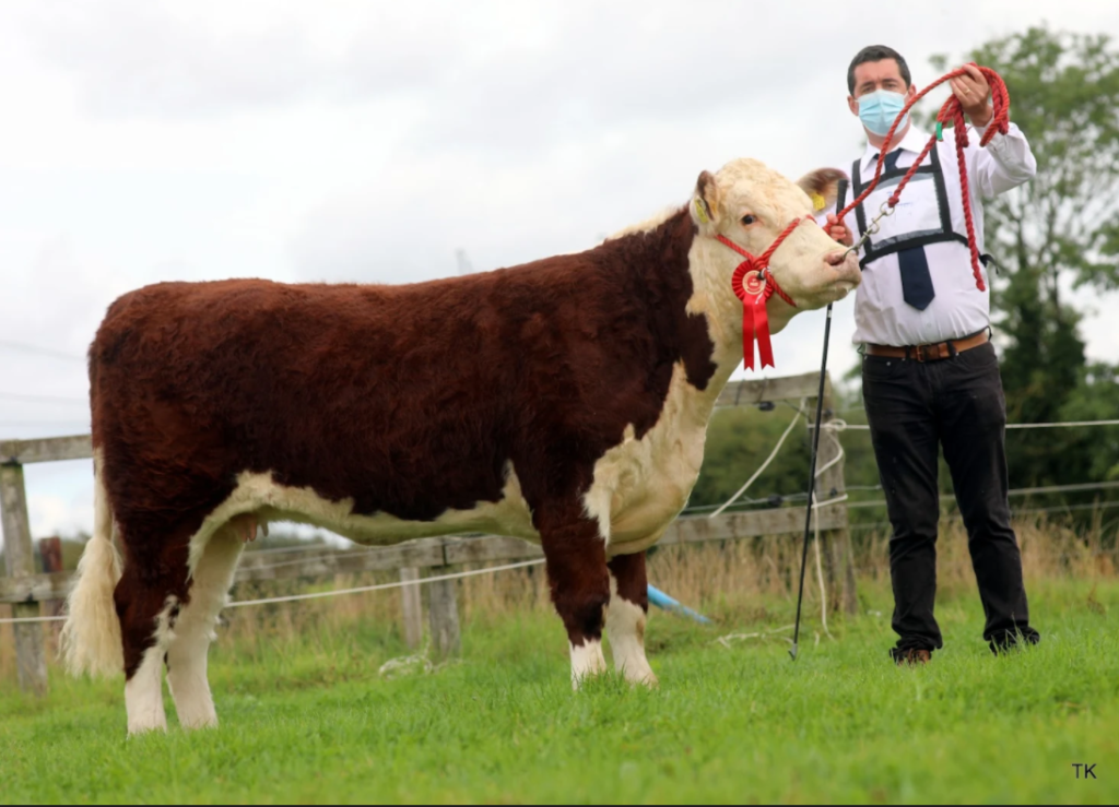 2019-born heifer winner