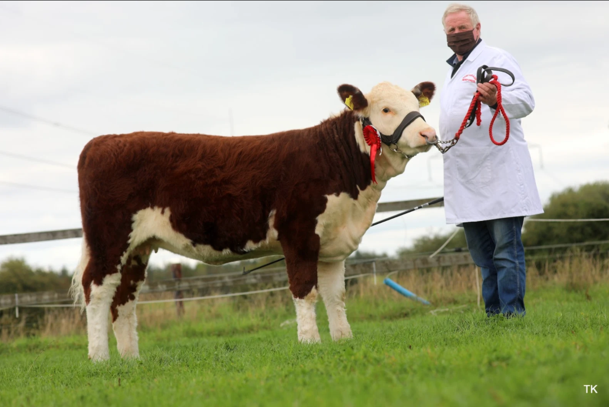National Pedigree registered Hereford Heifer born on/after 01/12/2020 winner