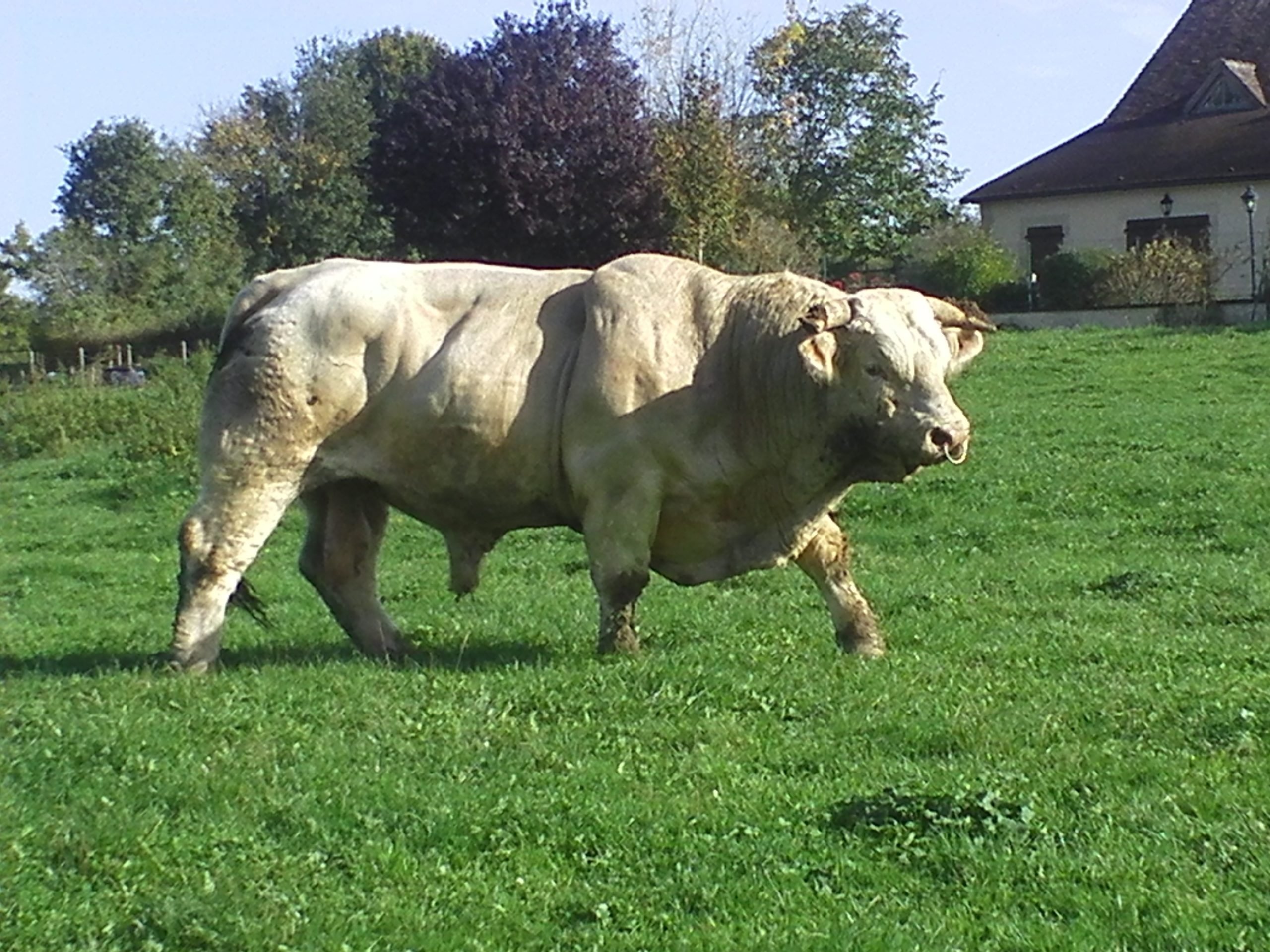 Sionhill Commandeur - a French-imported stock bull
