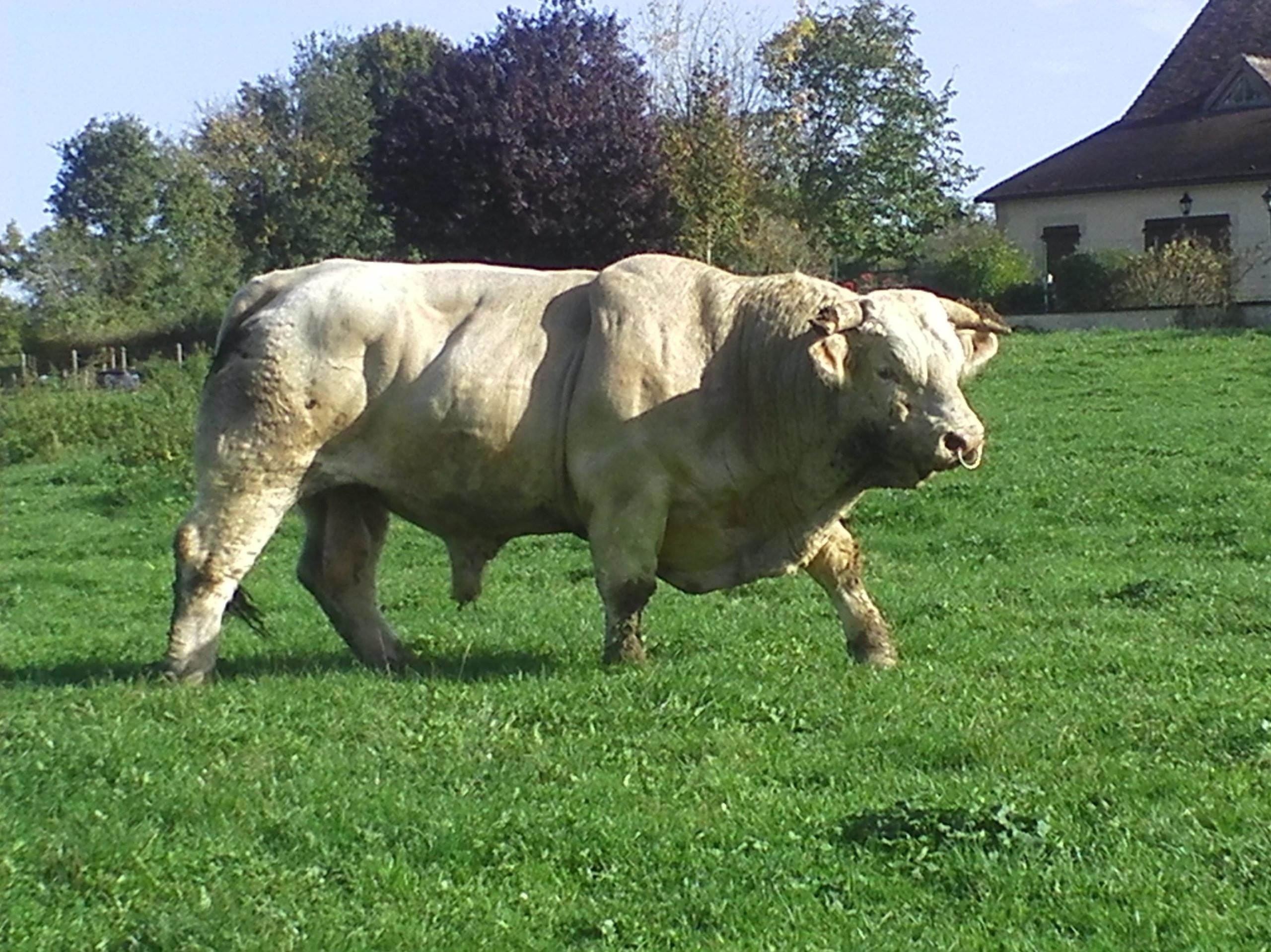 Sionhill Commandeur - a French-imported stock bull