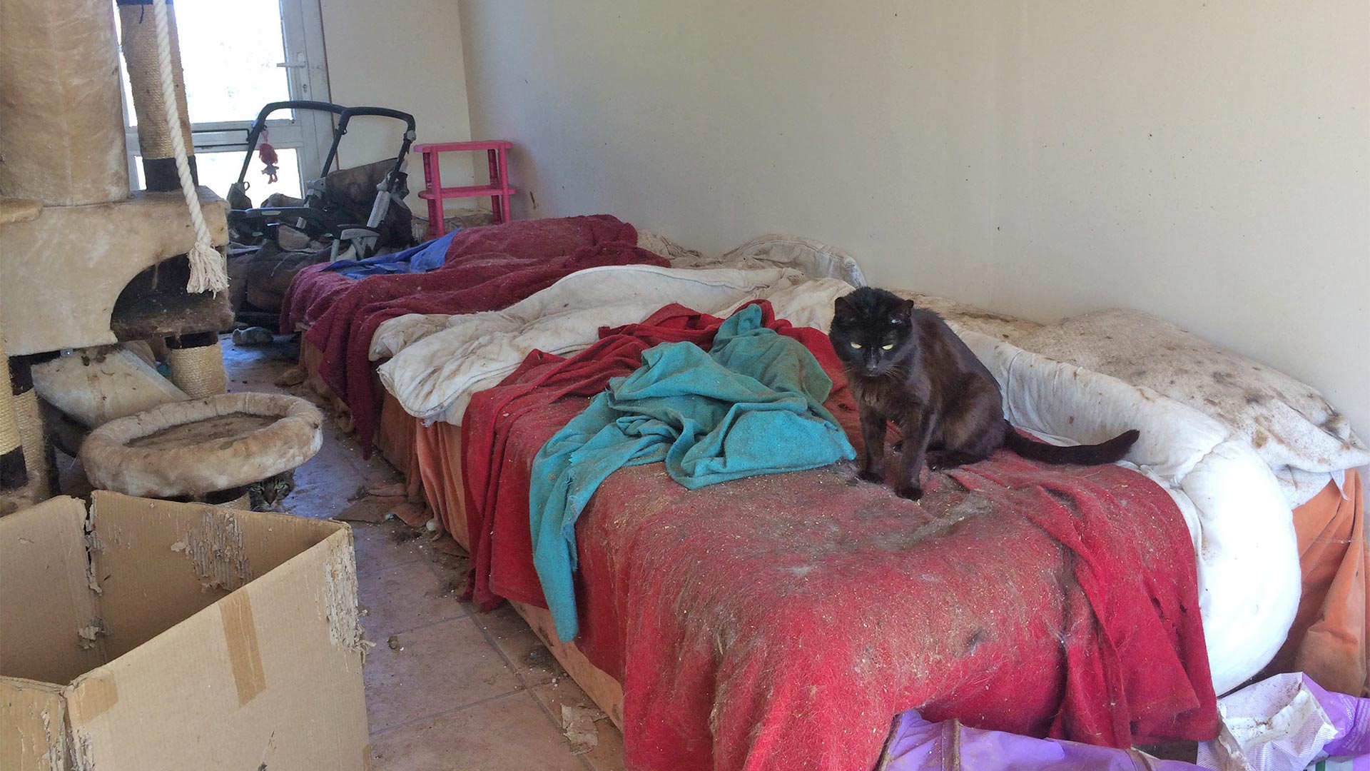 Image source RSPCA