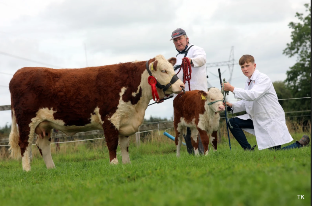 Junior Cow and Calf winners.