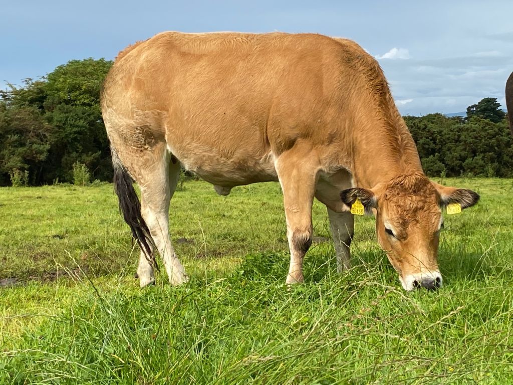 Keelties Paula, a 5-star heifer in calf to 'A Ta Sante'