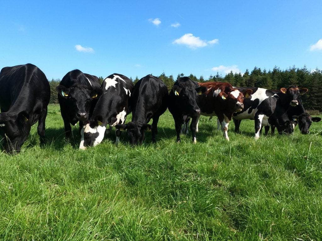 Lot 4: 10 JEX spring-calving heifers. Average EBI €221. These 10 heifers sold for €1,720 each