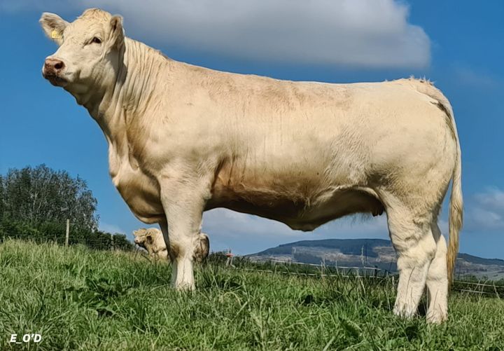Lot 7 in Friday's sale. Sired by Blelack Digger.This Heifer has a replacement index of €95 and a €153 terminal value