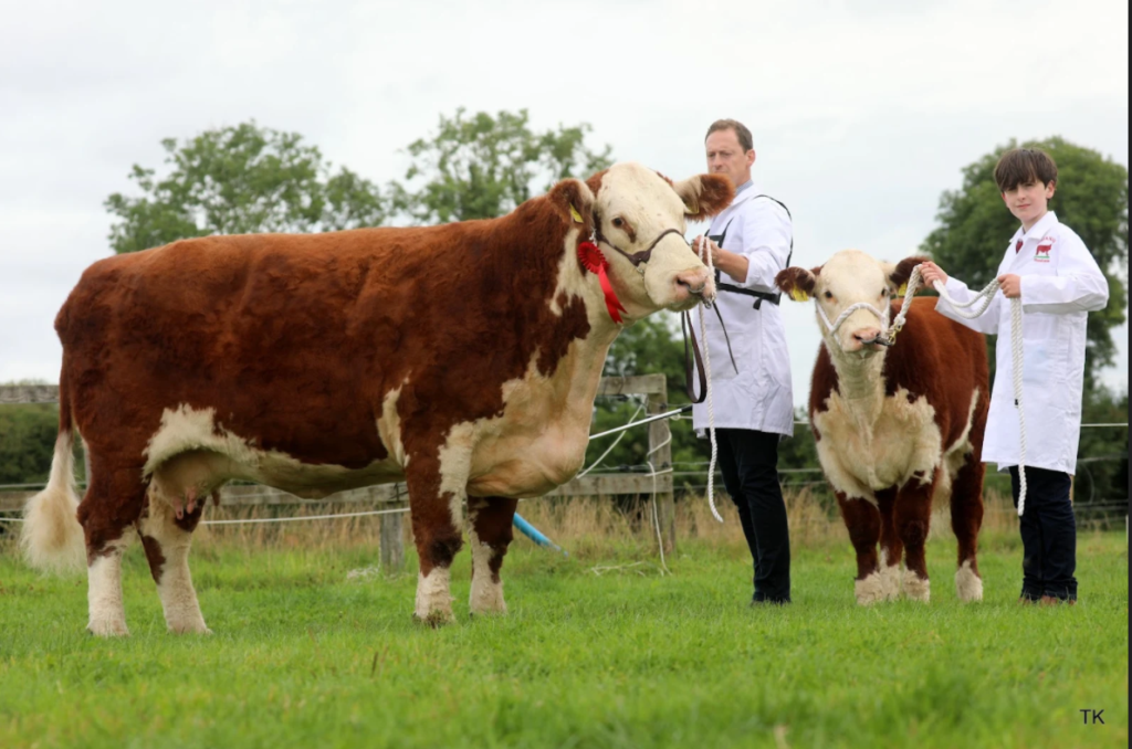 Senior Cow and Calf winners.