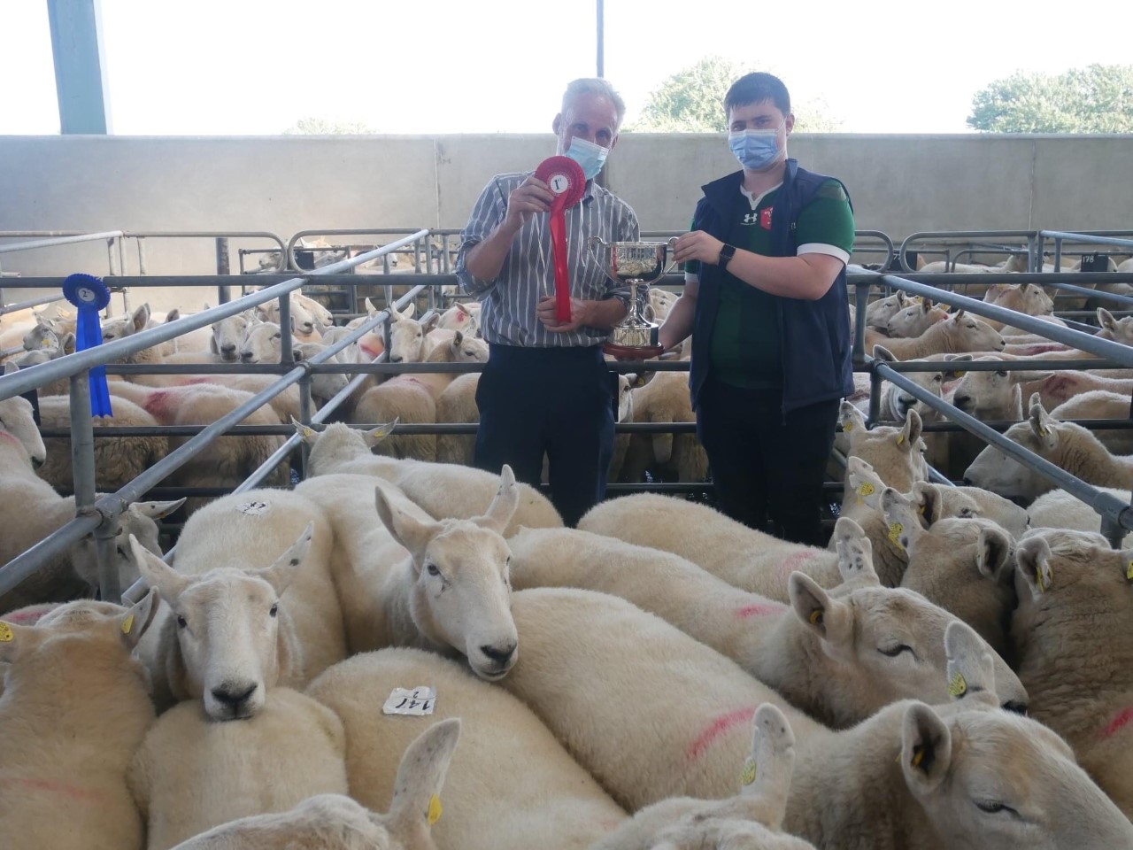 First-prize winning three and four-year-old ewes bred by Christy Miley that sold for €210/head. Source: Blessington Mart