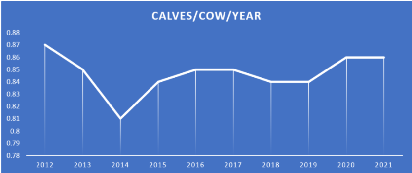 Calves born per suckler cow per year. Source: ICBF