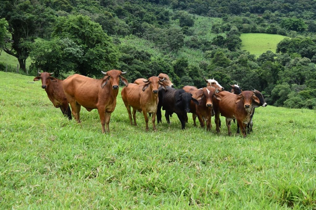 Cattle in Brazil