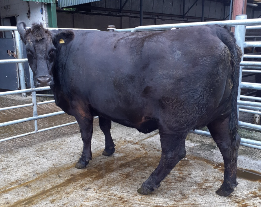 This 880kg Angus cow made €1,770 or €2.01/kg