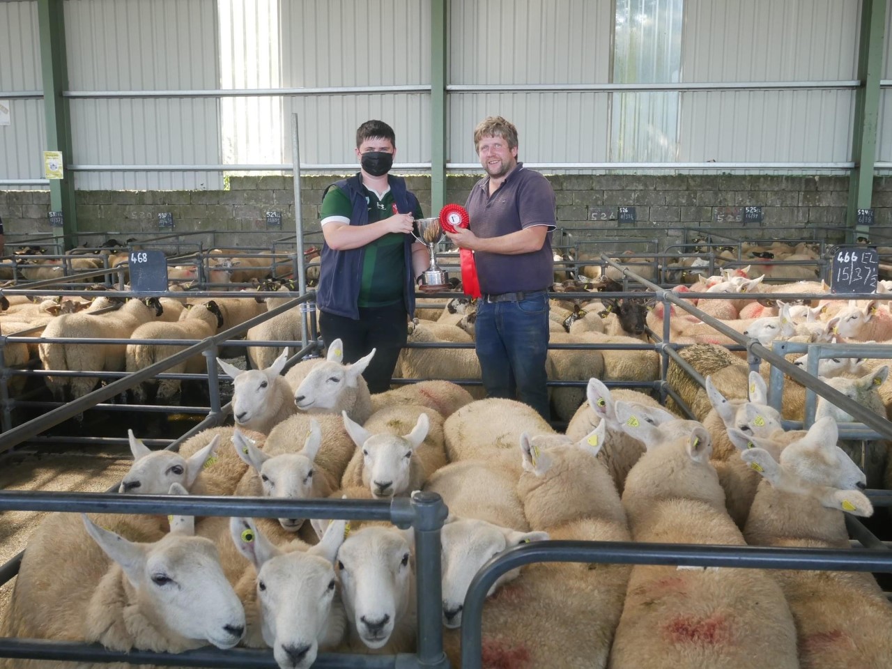 First-prize winning ewe lambs bred by Thomas Jones that sold for €215/head. Source Blessington Mart