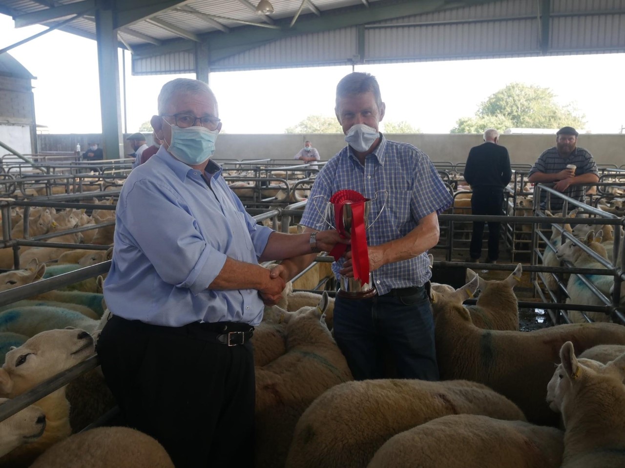 First-prize winning hoggets bred by James O'Neil that sold for €380/head. Source: Blessington Mart