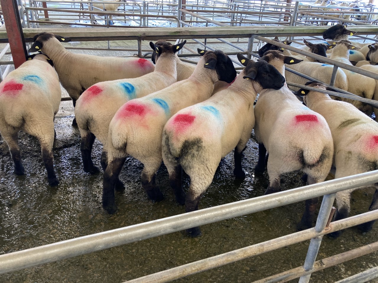 Plainer quality hoggets remain a very sticky trade at marts