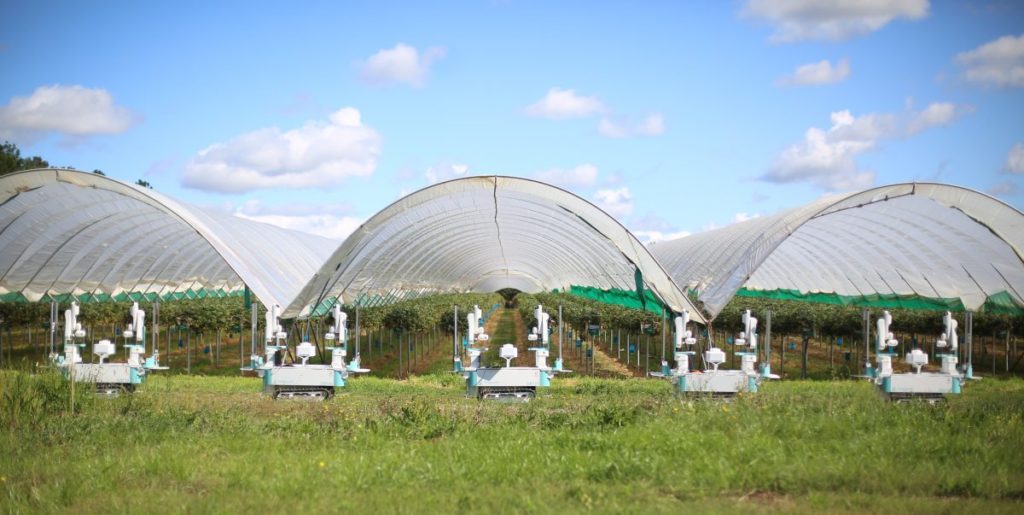 Image source: Dogtooth