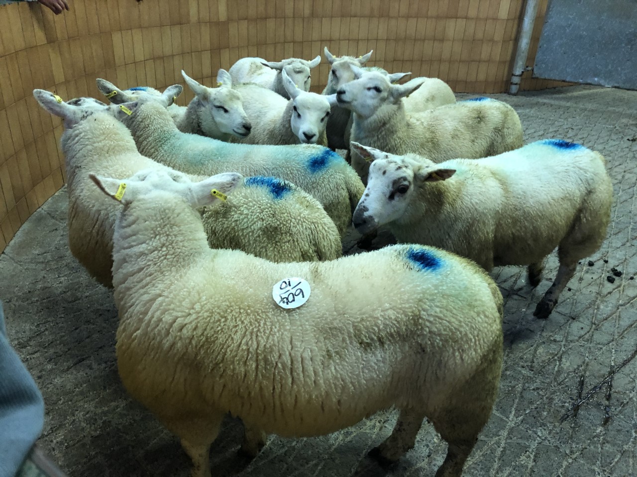 Lambs in the ring at Ballymote Mart
