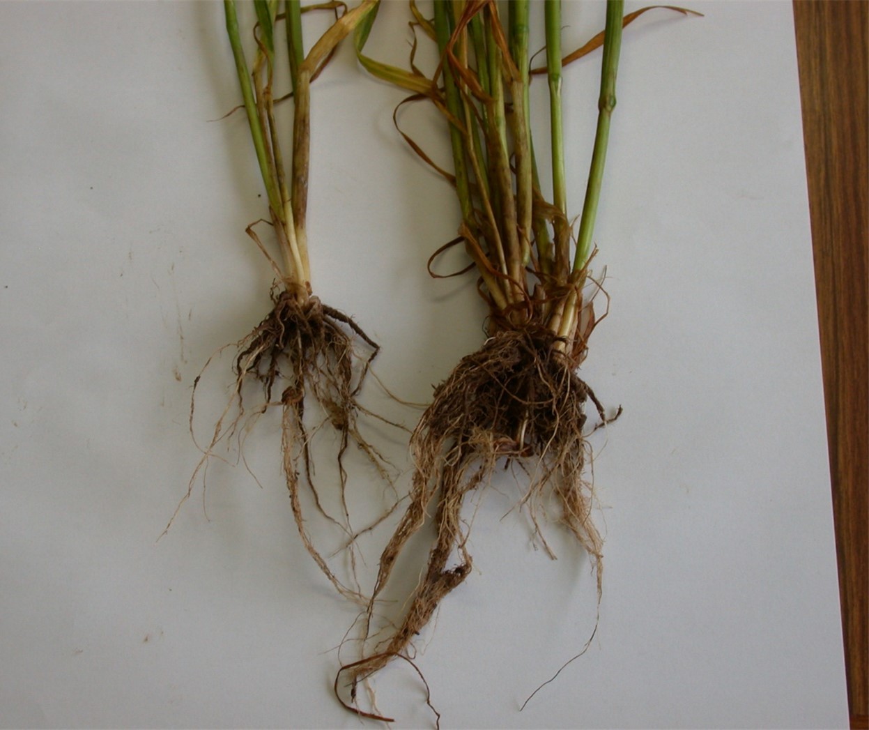 Take-all affecting cereal roots