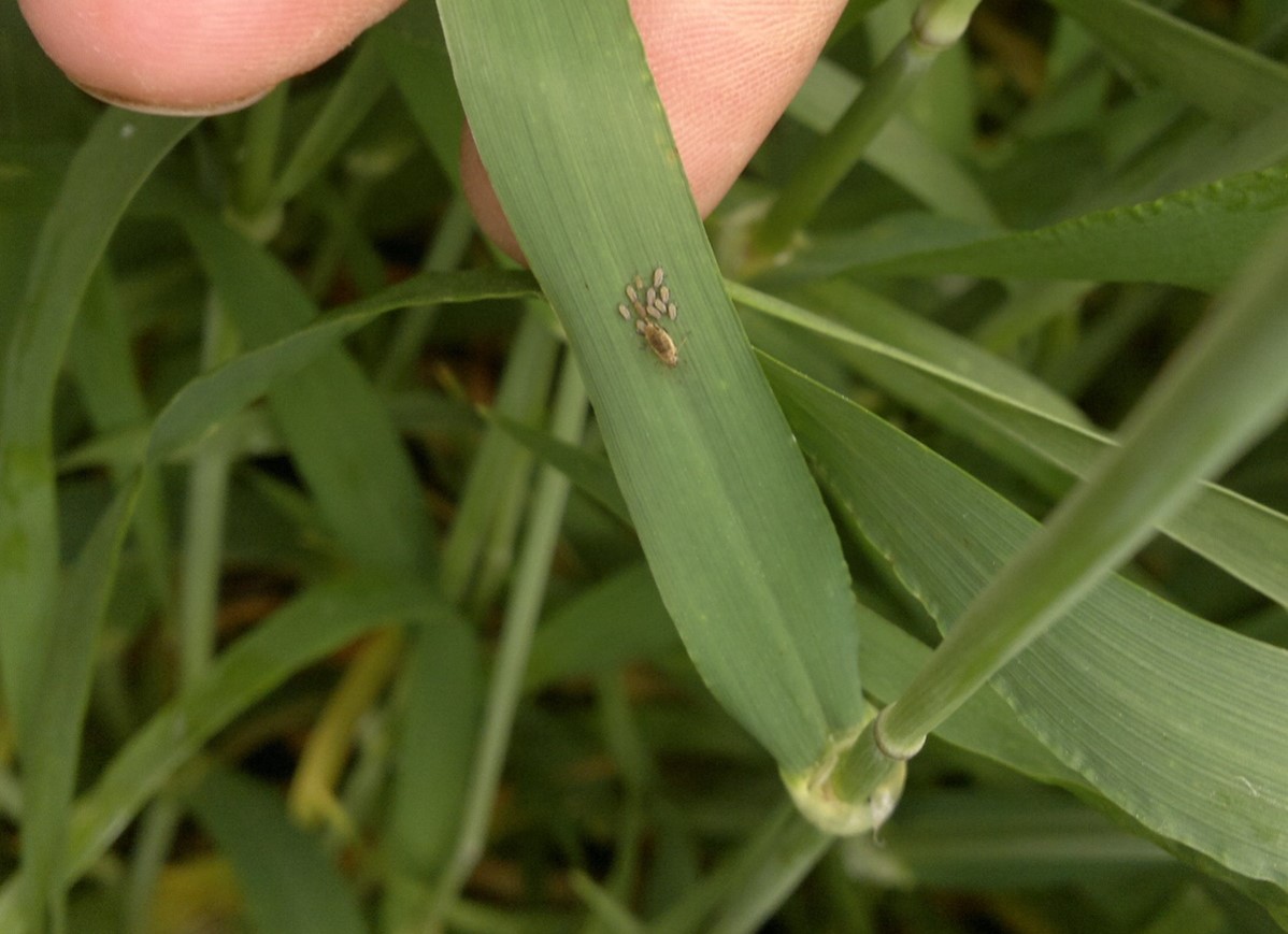 Aphids are not a worry when KWS Joyau is drilled