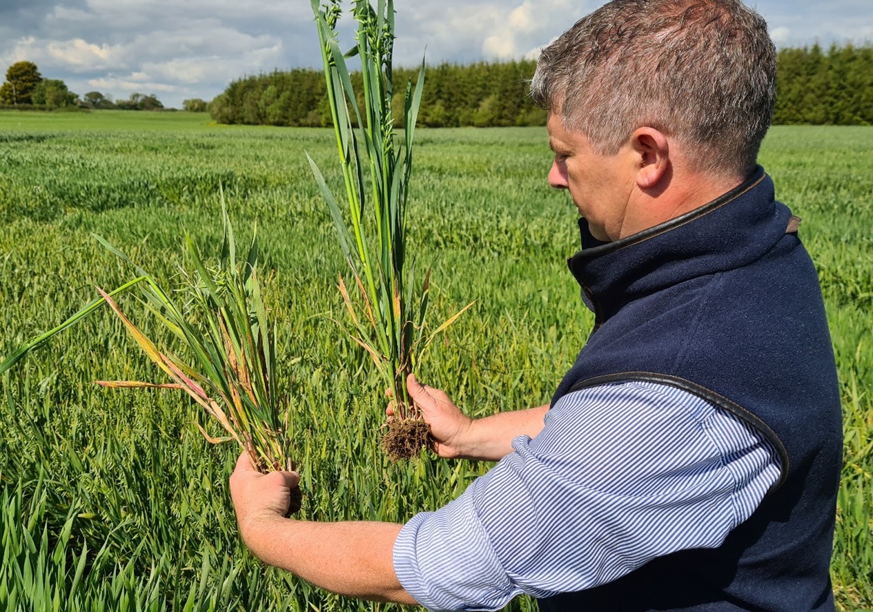 HUSKY RHS showing no effect of a late spring frost in Seedtech winter oat trials 2021.&nbsp; Competitor oat on the left showing stunting and increased shoot formation from late frosts