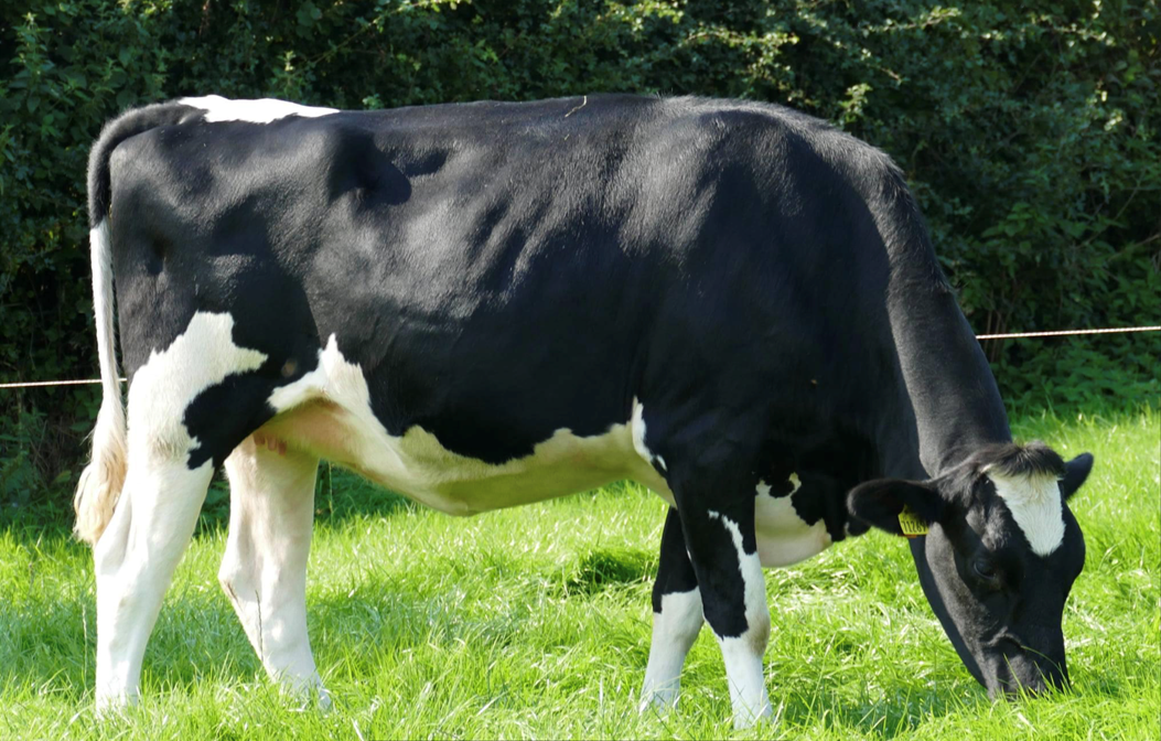 Lot: 103 Ardnasalem YKS Robin