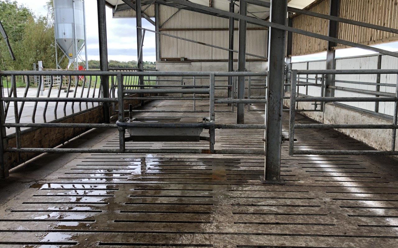 Sheds shoud be powerwashed and disinfected