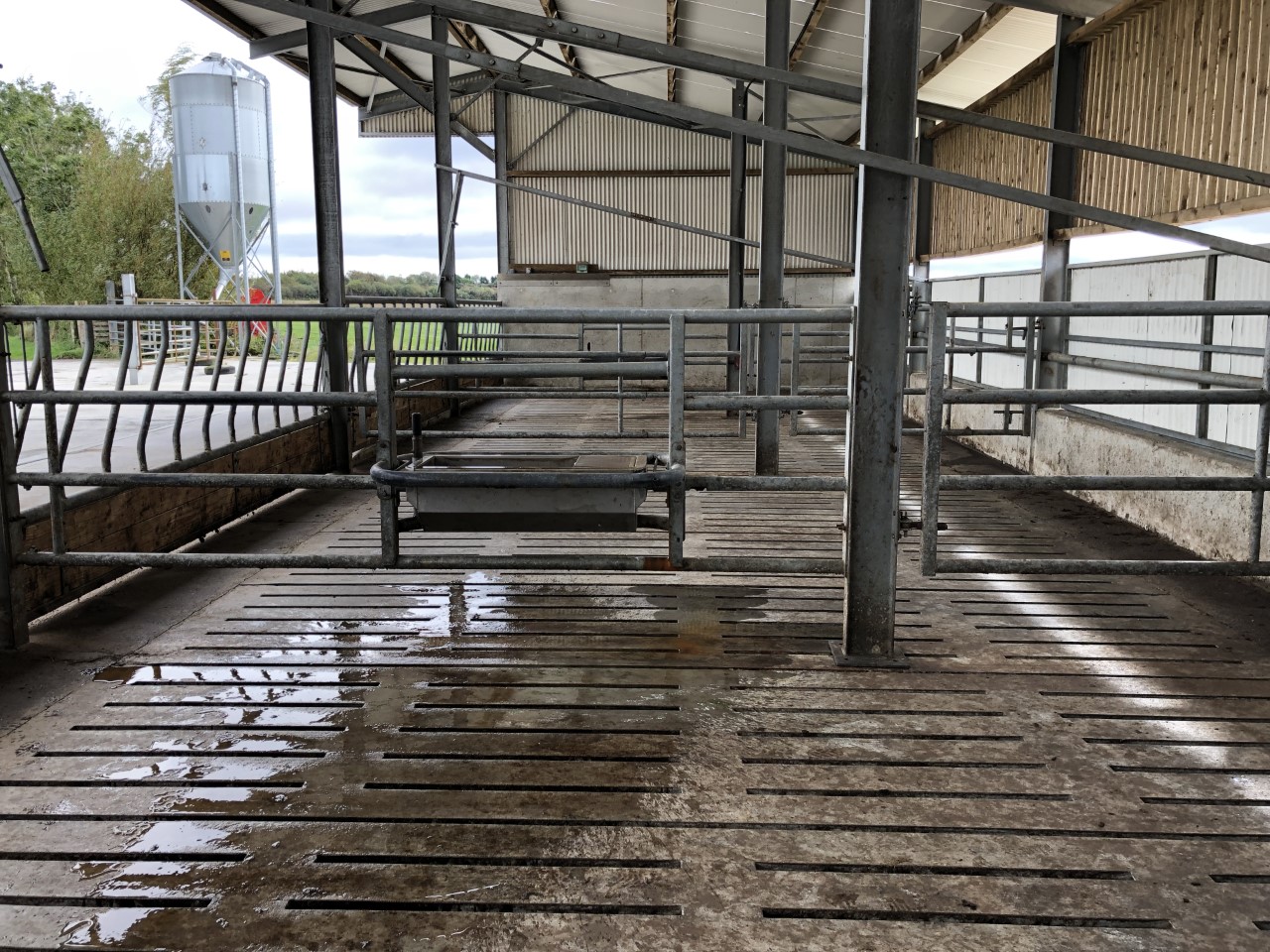 Sheds shoud be powerwashed and disinfected