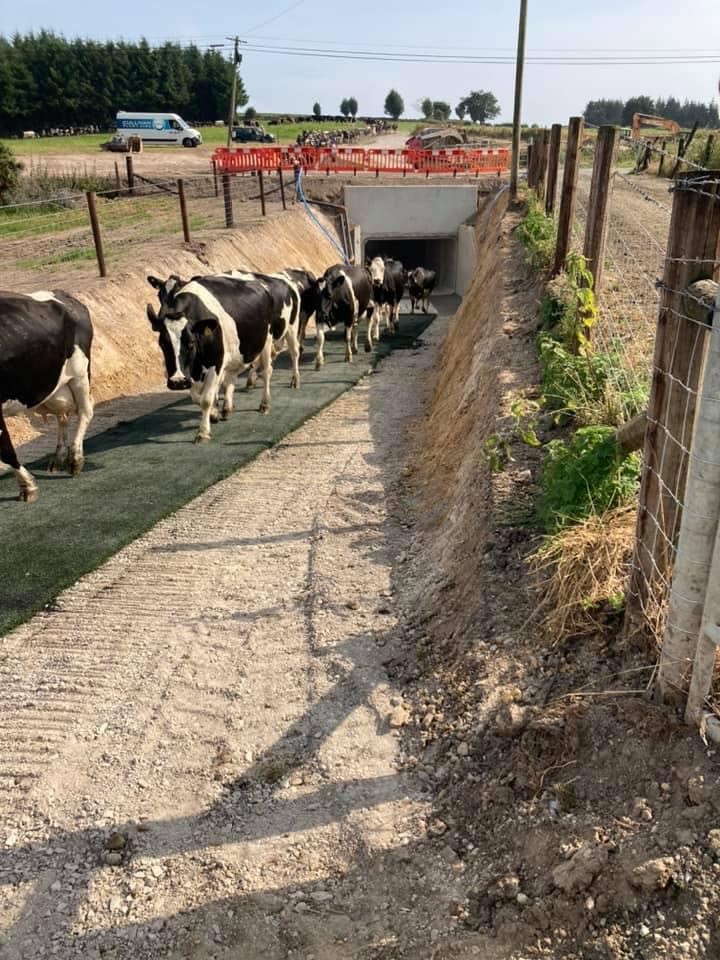 Cows making their way through the underpass for the first time five weeks ago