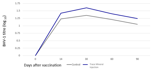 Figure 2: IBR antibody titres following vaccination in cows concurrently receiving ITM and those without
