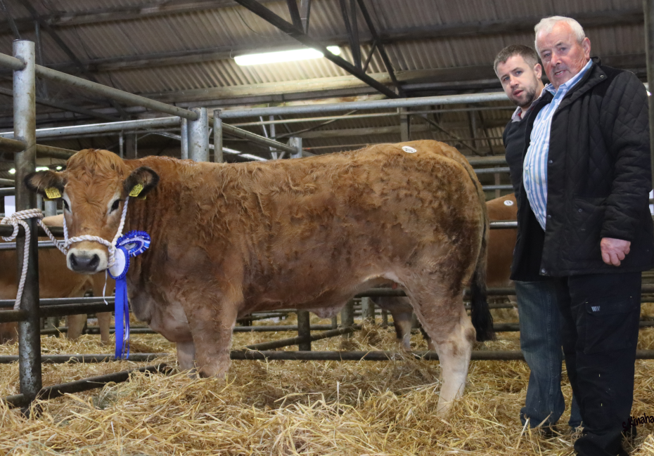 Ashbrook Pettle - Overall show reserve champion. Image source: S. Kinahan